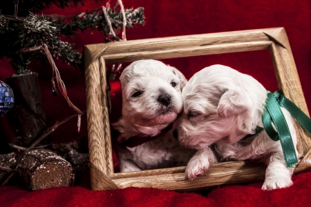 Two puppies - holidays, two, puppies, frame