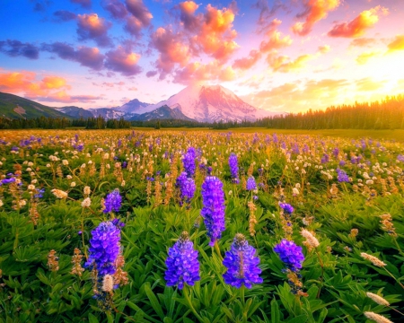 Summer Sunset - sky, snowy peaks, sunset, field, mountains, spring, forest, beautiful, clouds, flowers