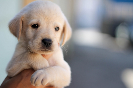 Small puppy - Labrador - white, puppy, small, dog