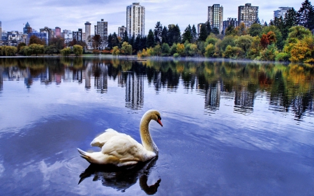 swan lake - lake, swan, bird, building, city, tree