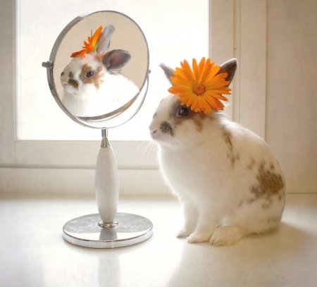 Vanity - cute, rabbit, flower, soft