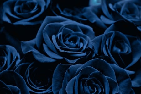 Roses - roses, flowers, rose, blue