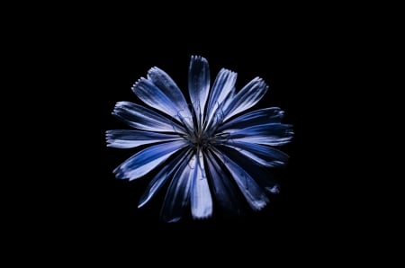 Flower - flowers, macro, blue, flower