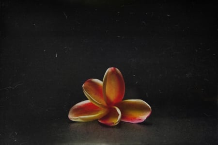 Plumeria - flowers, macro, plumeria, flower