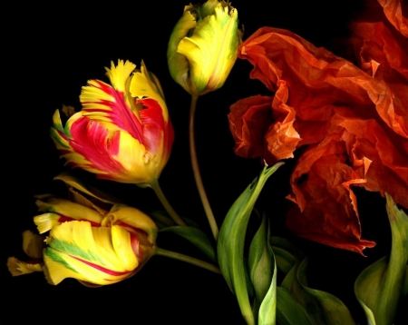 DANCE OF THE TULIPS - tulips, flowers, yellow, red