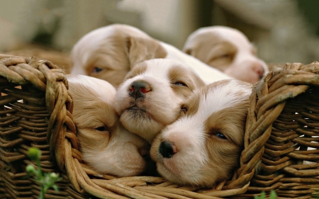 Sleepy cute puppies :) - dogs, basket, sleepy, cute, puppies