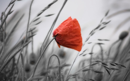 *A single poppy* - two, spring, hd, grey, red, colors, poppies, poppy, flower