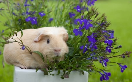 *Guinea pig in the flower pot* - guinea pig, flower, flower pot, animal, nature, purple, garden, cute, little, animals