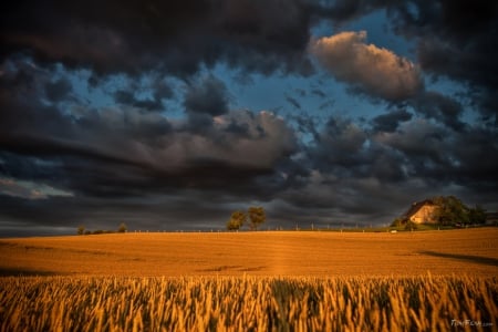 Dark Clouds over Wheat Field