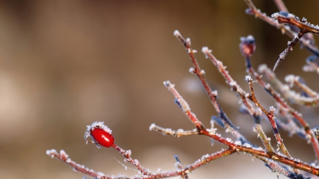 Roseship - twigs, branch, winter, berry, HD, roseship, nature, wild fruits, fruits, wallpaper