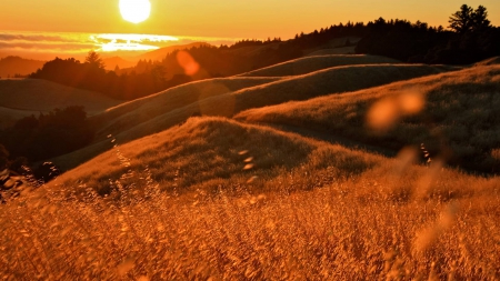 field - forest, cool, field, fun, sunset, nature