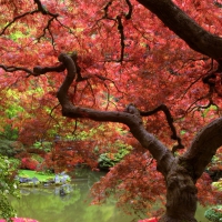 Japanese garden