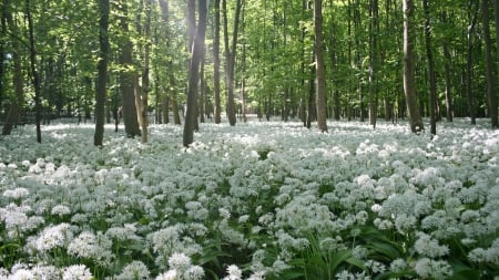 forest flowers - fun, trees, bloom, springtime, hq, field, spring, hd, nature, white, cool, forest, very, beautiful, flowers, landscapes