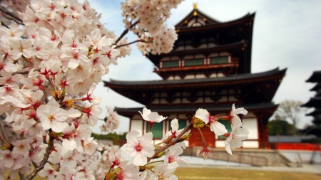 Temple in Japan - Temple, blossom, cherry, Japan, HD, 1920x1080