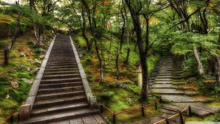 Two paths into a forest - path, 1366x768, Japan, HD, forest