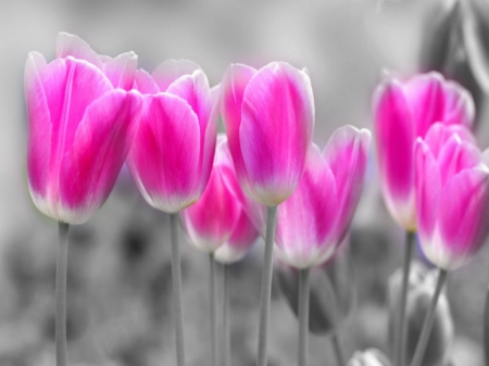 a touch of PINK ♥ - flowers, bw, tulips, pink