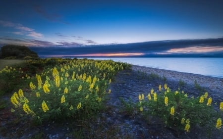 lake sunset - nature, fun, lake, cool, flowers, sunset