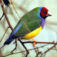 Colorful Bird