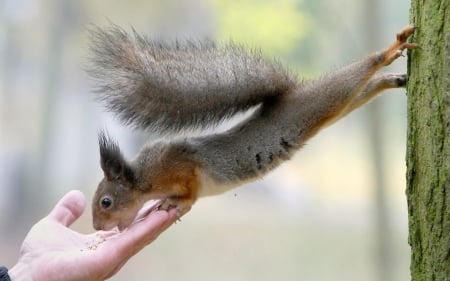 *Feed squirrel* - squirrel, animals, nature, life, hand, tree, feed, small, cute