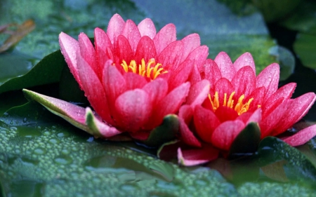 SPRING BLOSSOMS - lotus, water, pads, pond