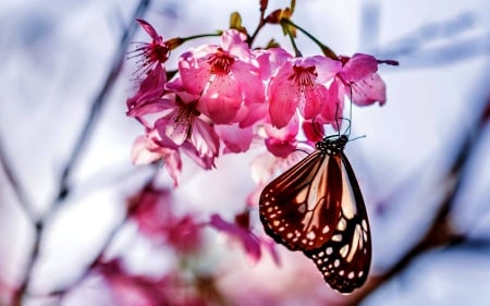 HANG ON...SPRING is COMING! - butterfly, flowers, spring, branch