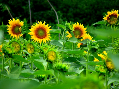 SUNNY SPRING - nature, sun flowers, field, garden, spring