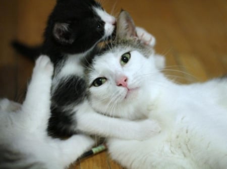 â™¥ I Love you,Mom ! - love, cat, kitty, animals, sweet, mom, cute