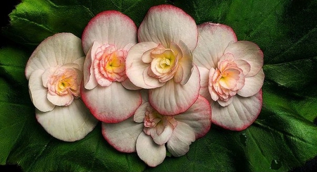 Flowers - flowers, beautiful, white, nature