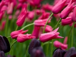 Pink Tulips