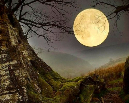 Full Moon - moon, nature, mountain, branch