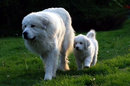 mother and puppy out for a stroll