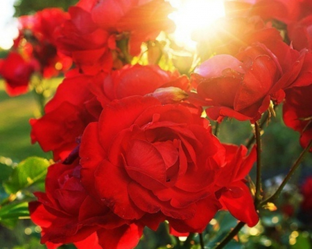 Beautiful Flowers - nature, flowers, petals, red