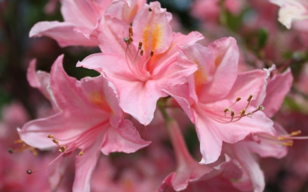 Pink Flowers - flowers, garden, pink, great