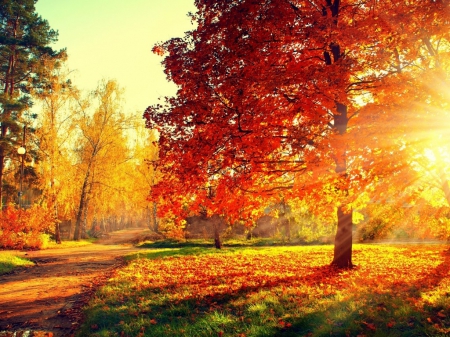 Colorful Park - autumn, trees, park, path, road, fall, forest, walk, leaves, colors