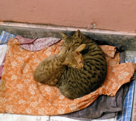 mother and child - pussy, kitten, animals, cat