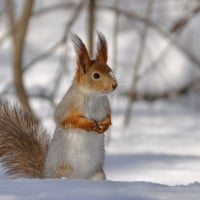 Squirrel in the snow