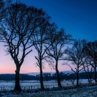 Trees on the snowy field