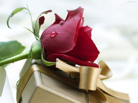 Red Rose - gift, parcel, decoration, blossom