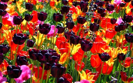 *Colorful tulips field* - nature, tulips, colorful, field, flowers