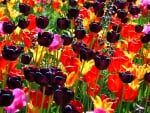 *Colorful tulips field*