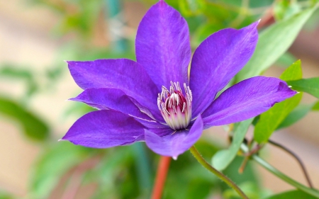 Purple flower - flower, purple, pink, macro, green