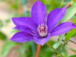 Purple flower