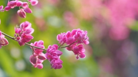 Spring - pink, spring, blossom, branch, green