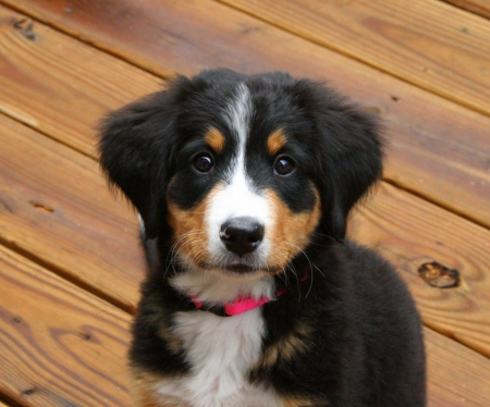 mountain dog puppy - animal, pet, adorable, cute