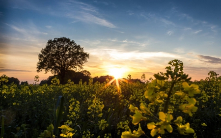 forest sunset - forest, cool, fun, sunset, nature