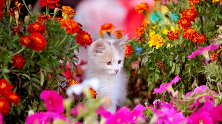 Kitten in Spring Flowers - colorful, blossoms, nature, garden, cat