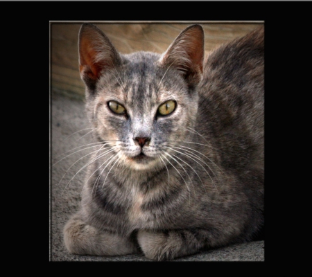 Kitty In the Barn - outdoors, beautiful, barn, wild, cat, kitty