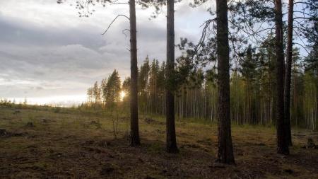 forest - fun, trees, nature, forest, cool