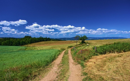 dirt road - forest, cool, field, fun, nature