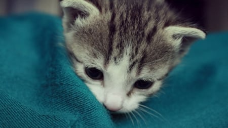 Kitten - animal, cute, kitten, cat, sweet, blue